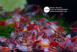 Red Rili