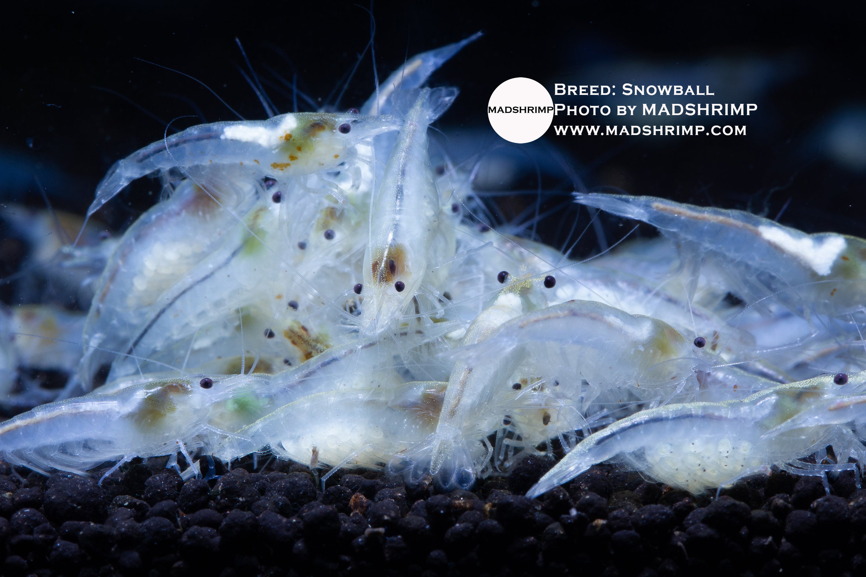 Snowball Neocaridina shrimp