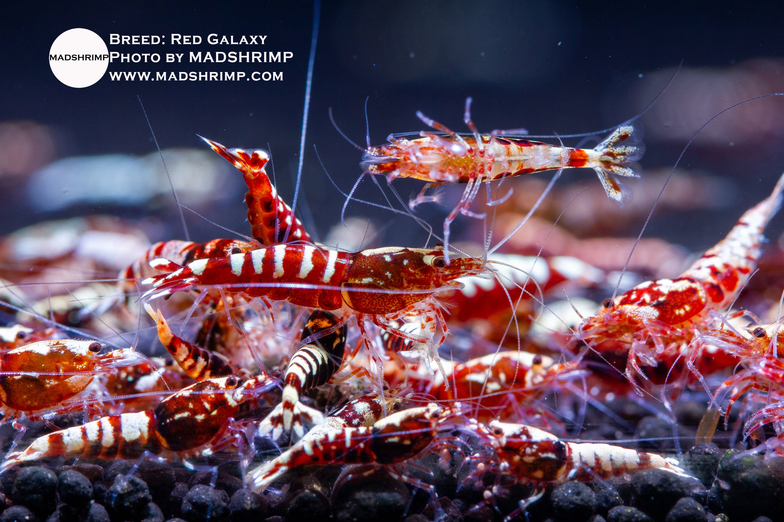 Red Galaxy Caridina shrimp – Single