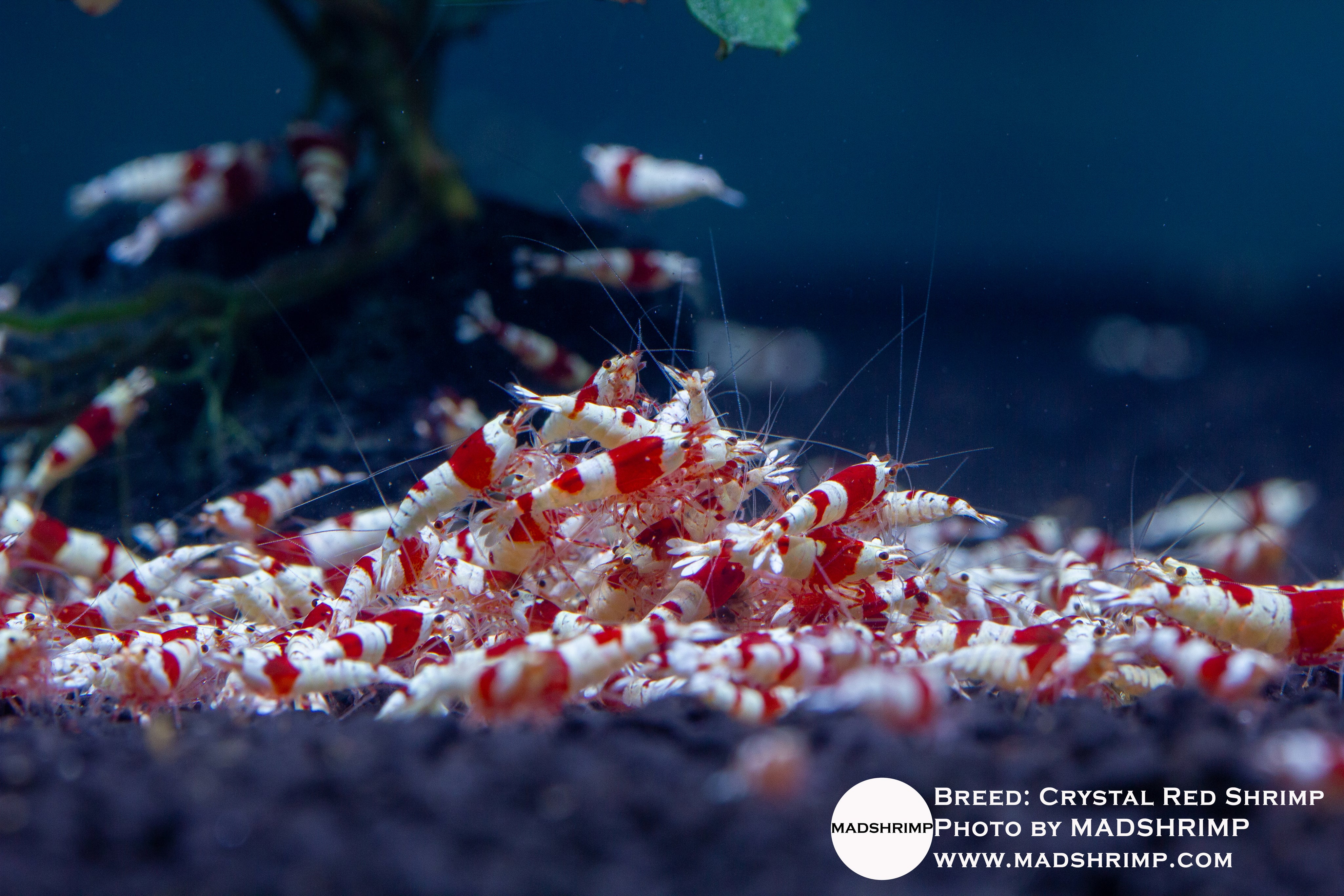 Crystal Red Shrimp (CRS)