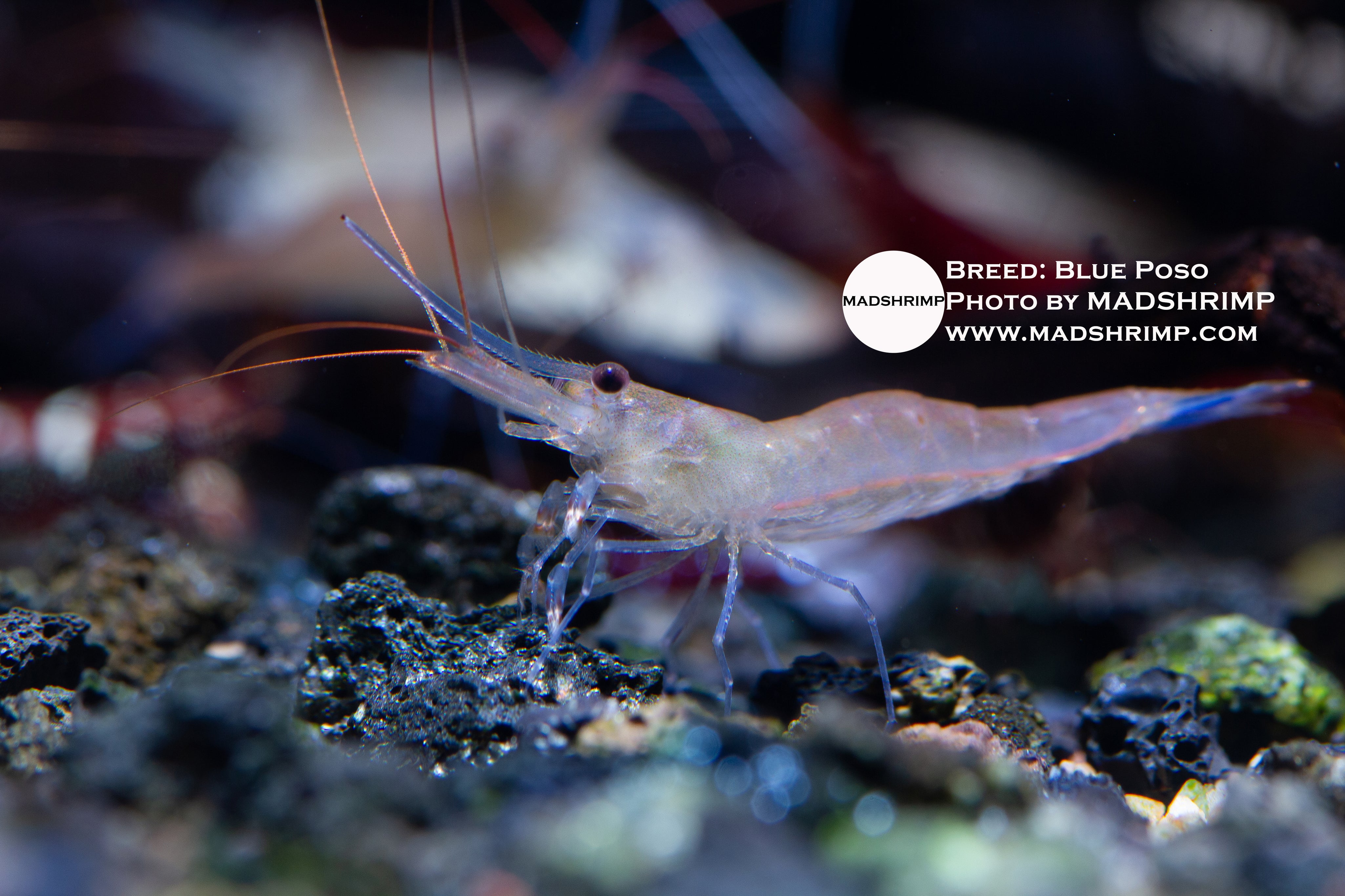Blue Poso Sulawesi shrimp (Caridina caerulea)