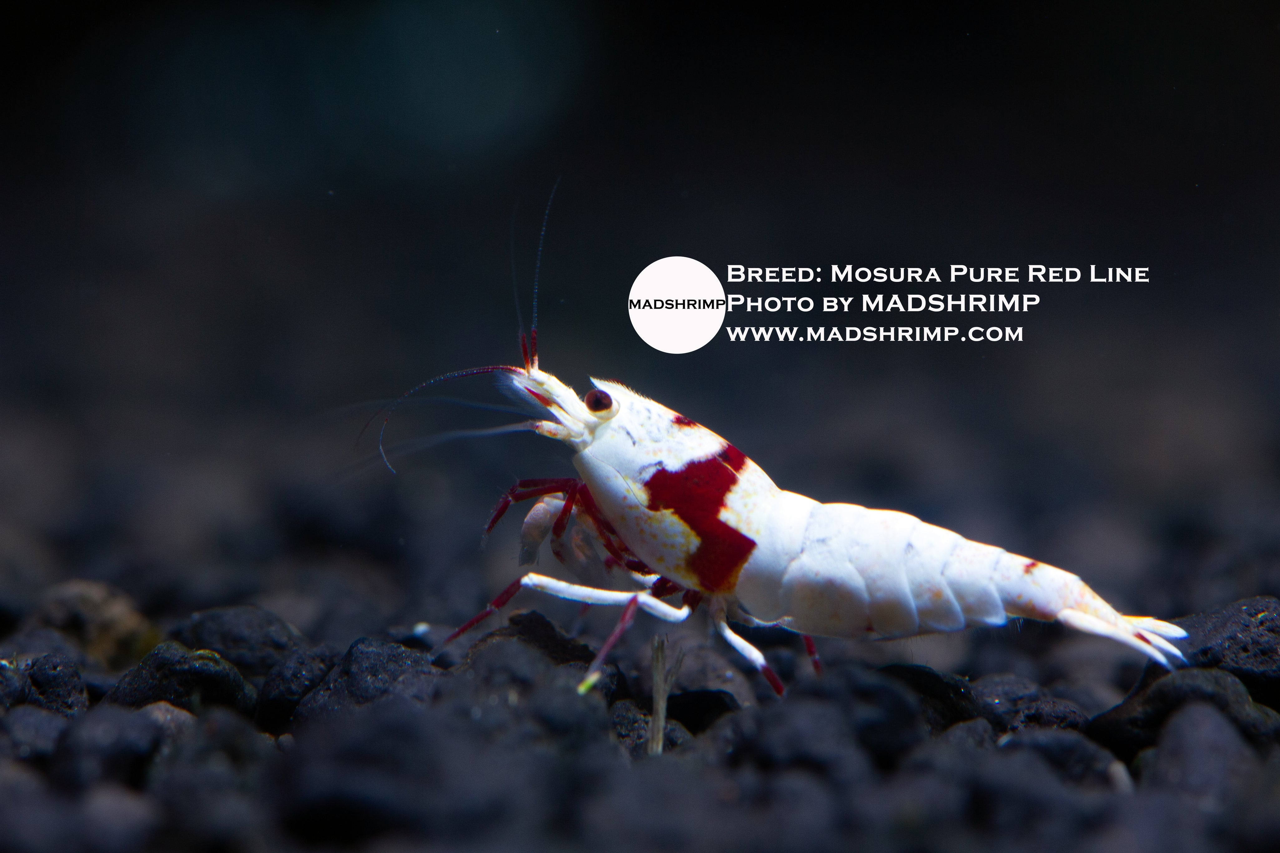 Mosura Pure Red Line shrimp