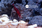 White Sock Sulawesi shrimp (Caridina dennerli), photo 3
