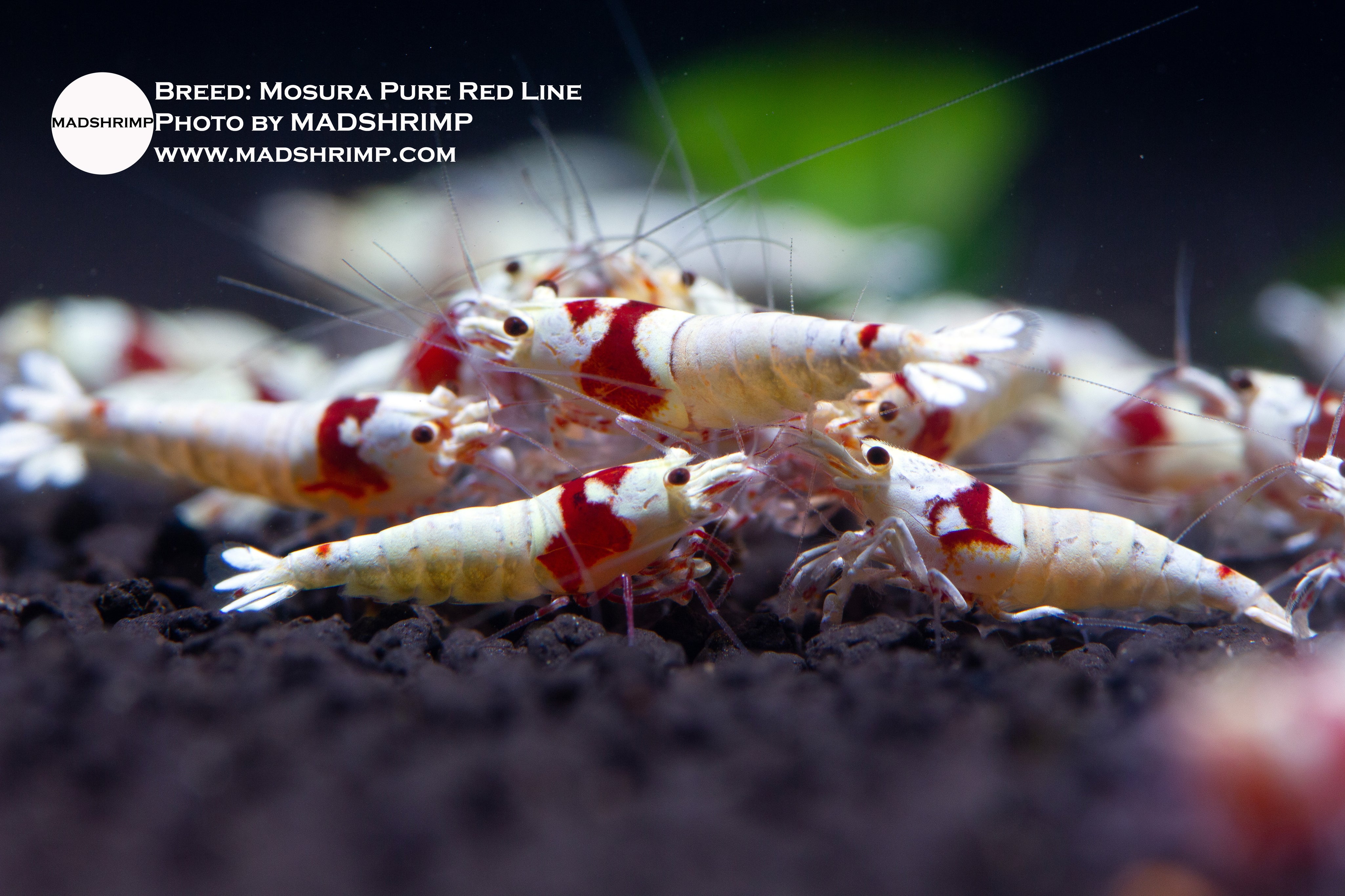 Mosura Pure Red Line shrimp, photo 2