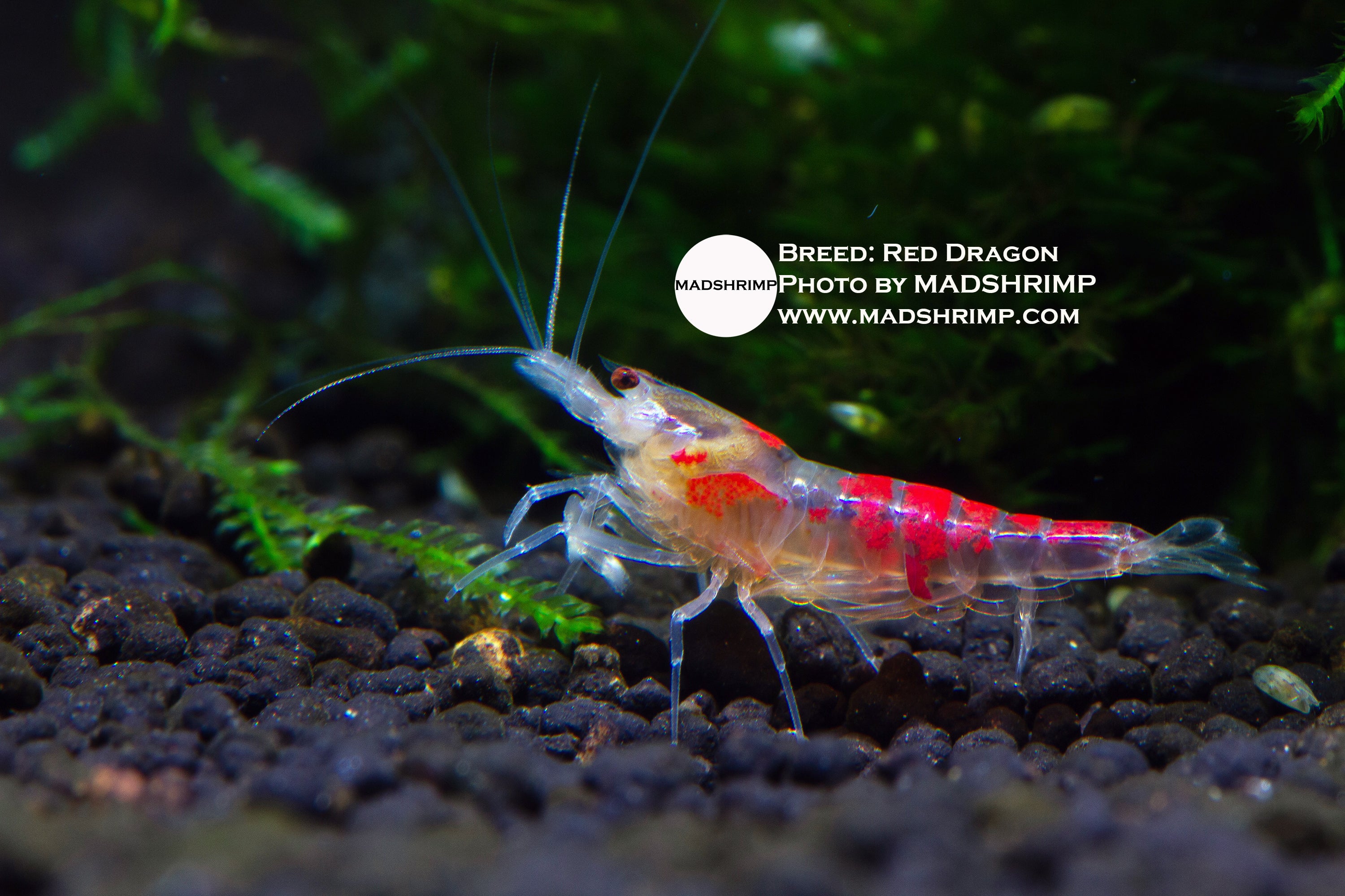 ドローイング『THE MAD SHRIMP』 40130749366361_1200x1006.jpg?v