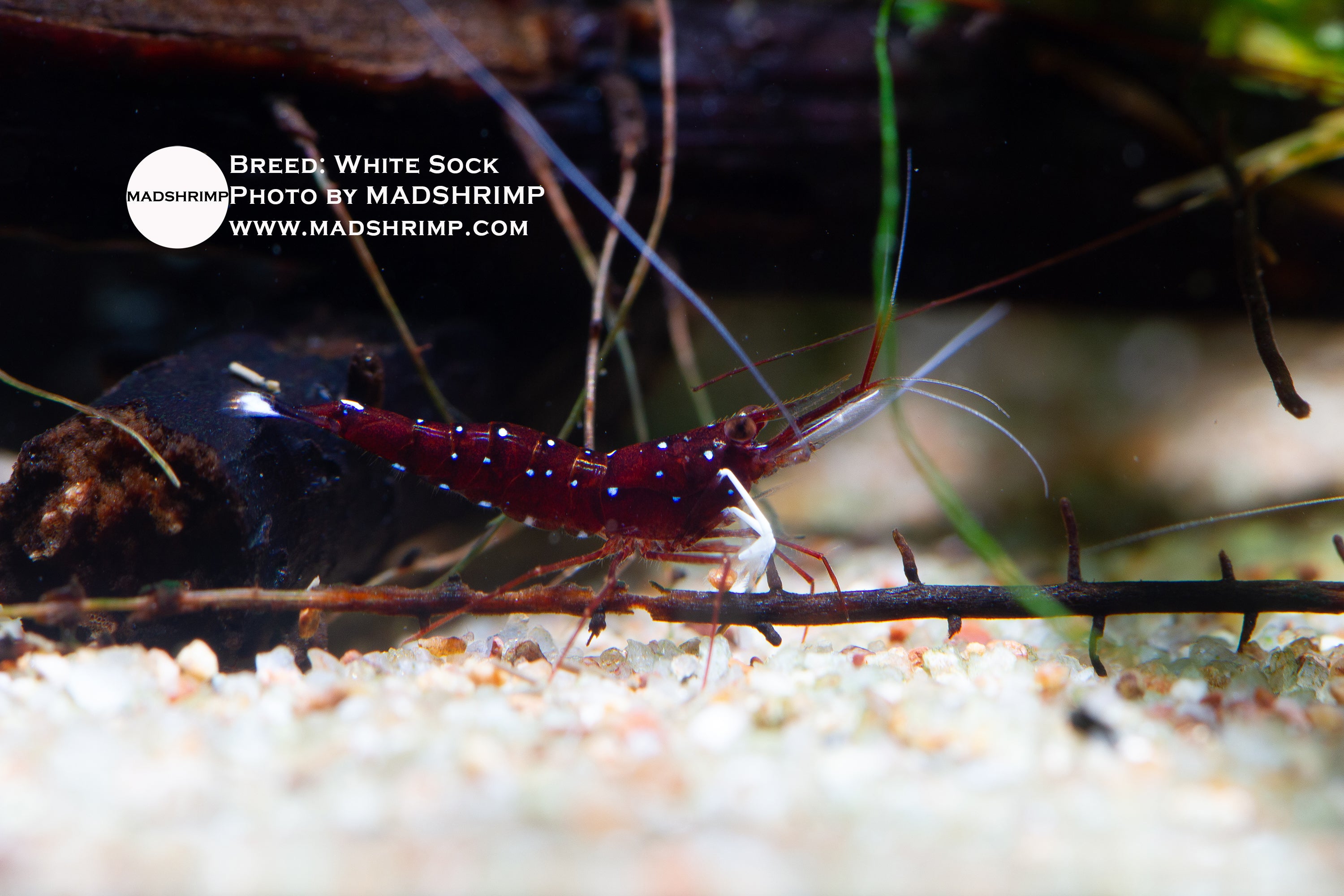 White Sock Sulawesi shrimp (Caridina dennerli), photo 2