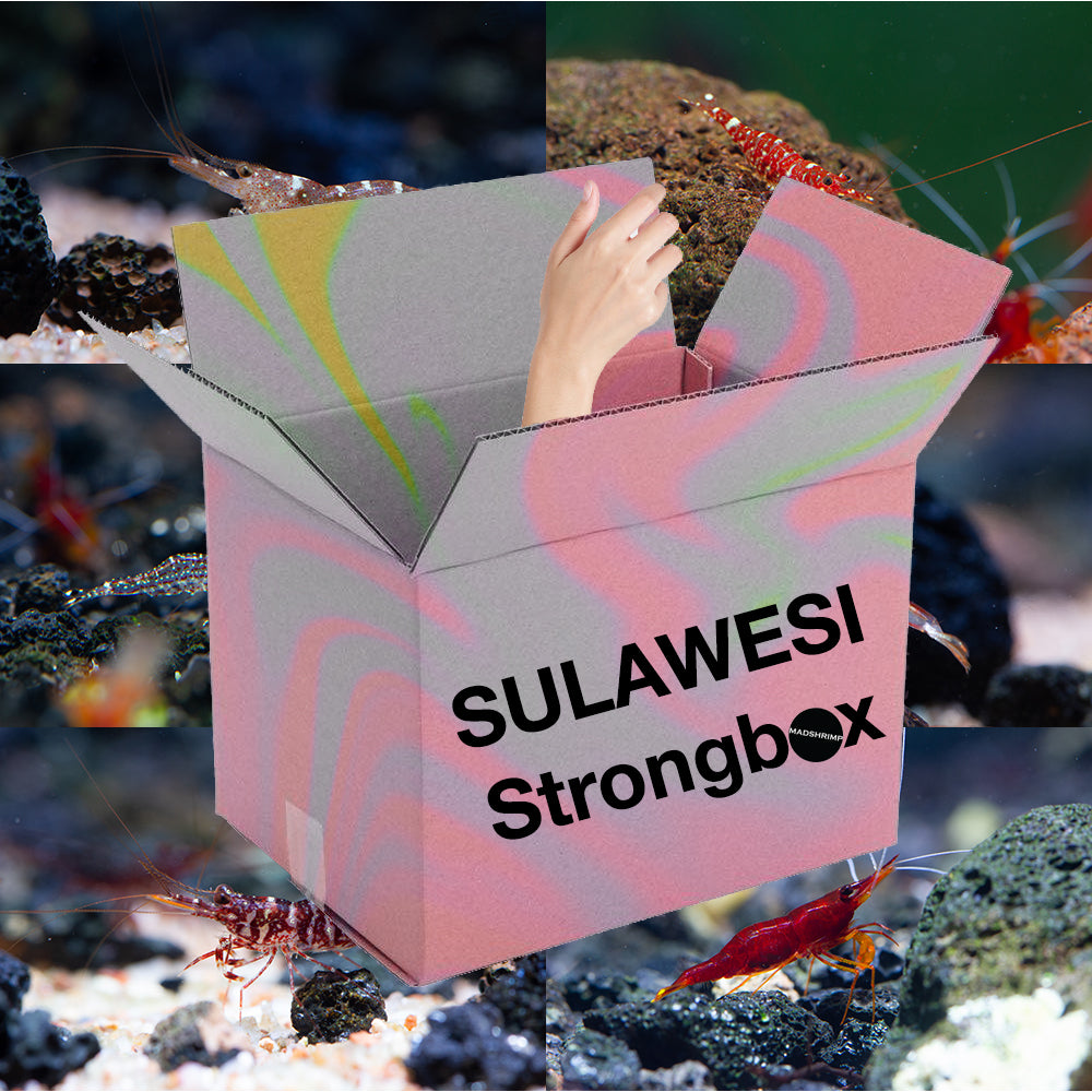Sulawesi Strongbox
