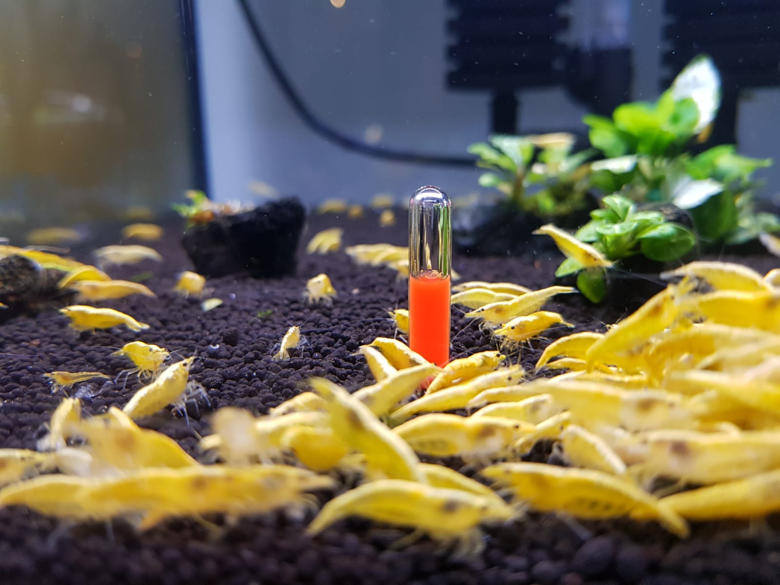 Rise of the fallen roly-poly shrimp tank ornaments