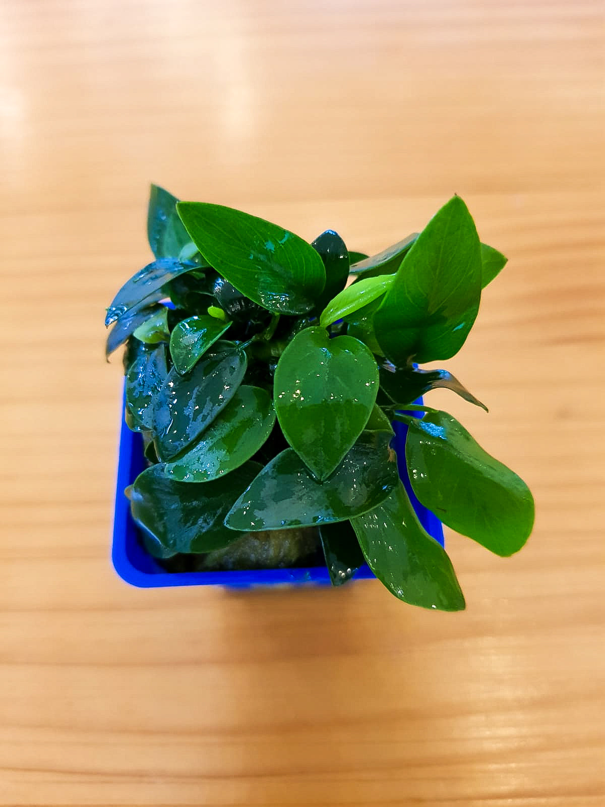 Anubias Nana Petite