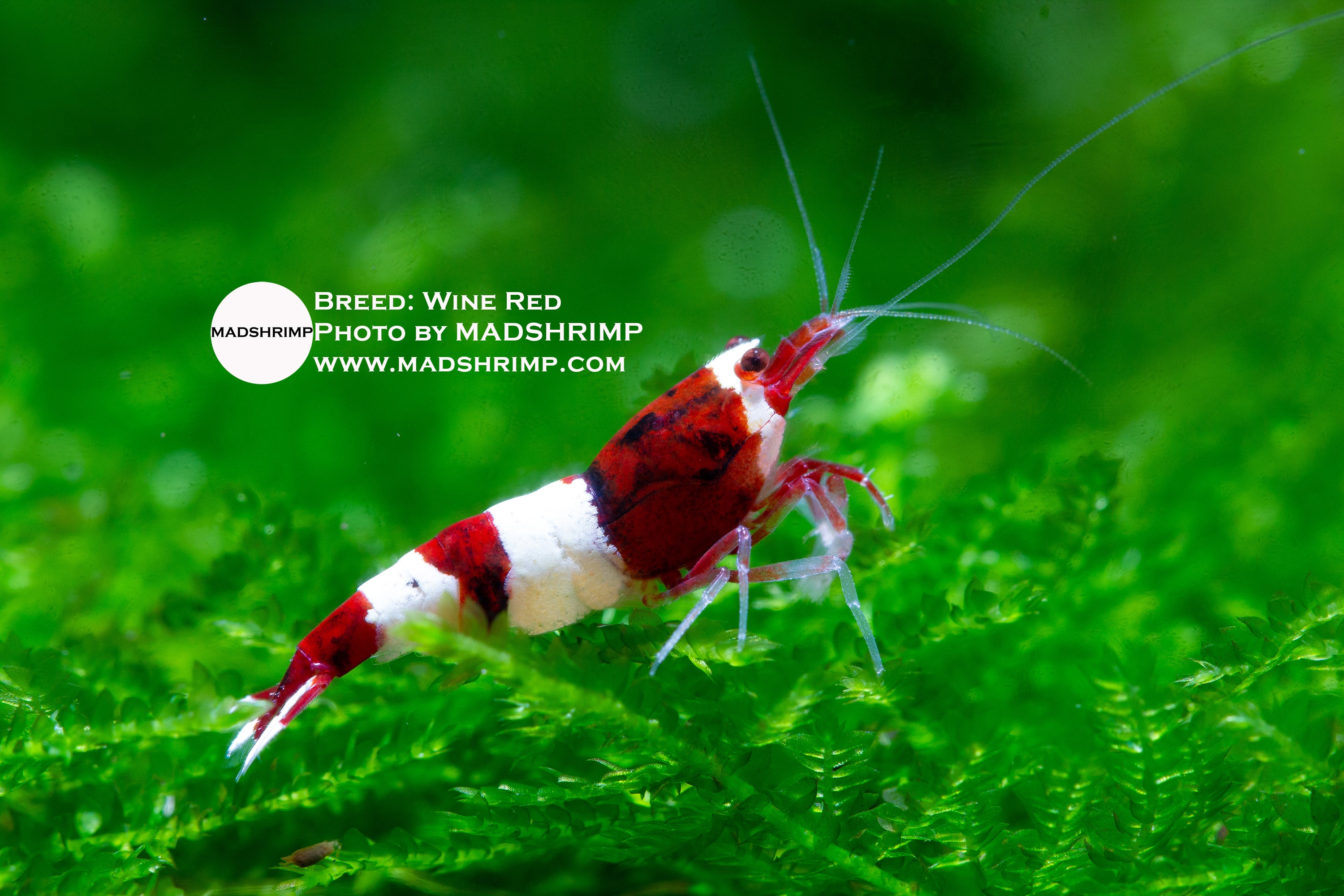 Wine Red Taiwan Bee Caridina shrimp