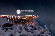 Red Stardust Caridina shrimp, photo 2