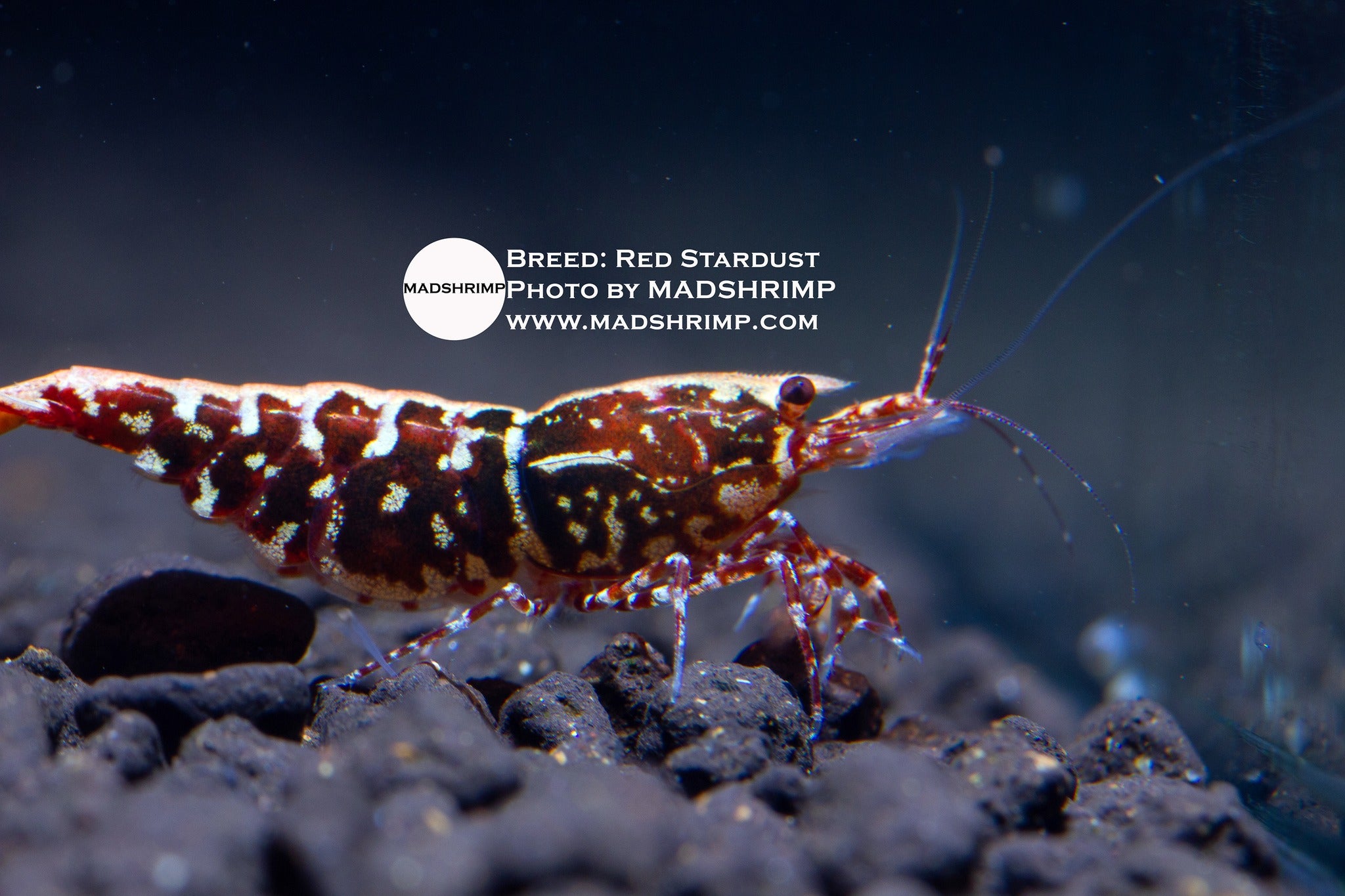 Red Stardust Caridina shrimp, photo 2