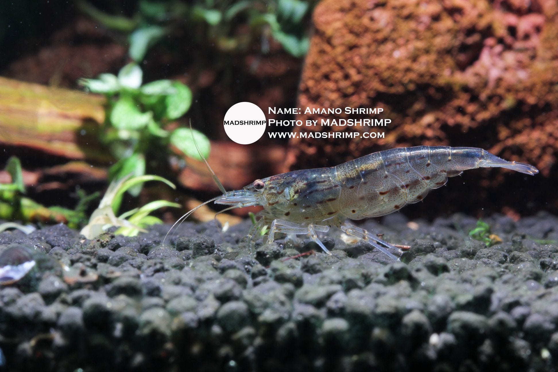 Amano shrimp (Caridina multidentata) – Regular