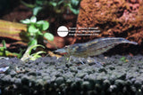 Caridina Multidentata