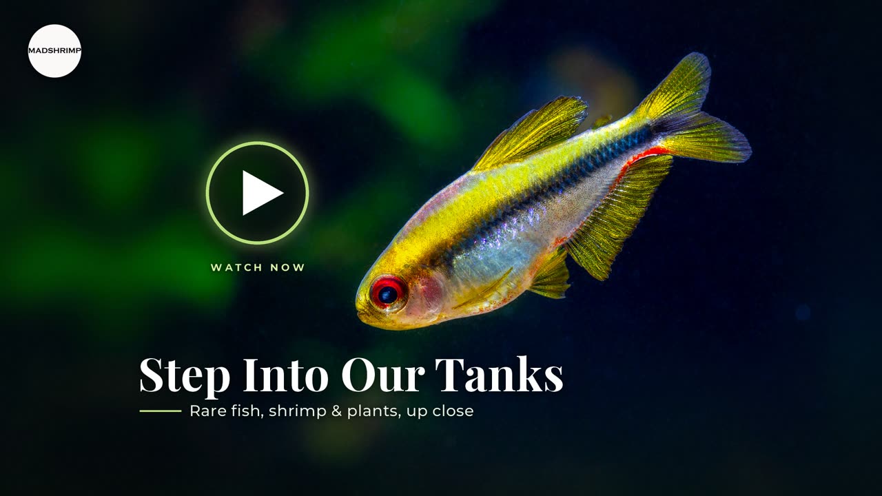 Notidanos Red Eye tetra – play MADSHRIMP video
